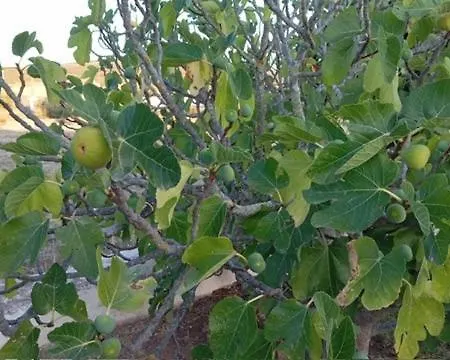 Herdade Do Castanheiro Lagos A Bensafrim