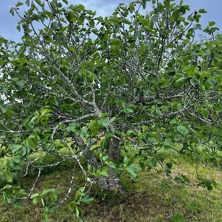 Herdade Do Castanheiro Lagos A Bensafrim